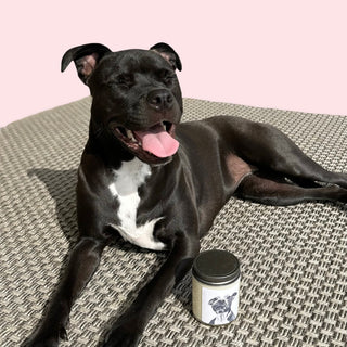 The Sheba Candle