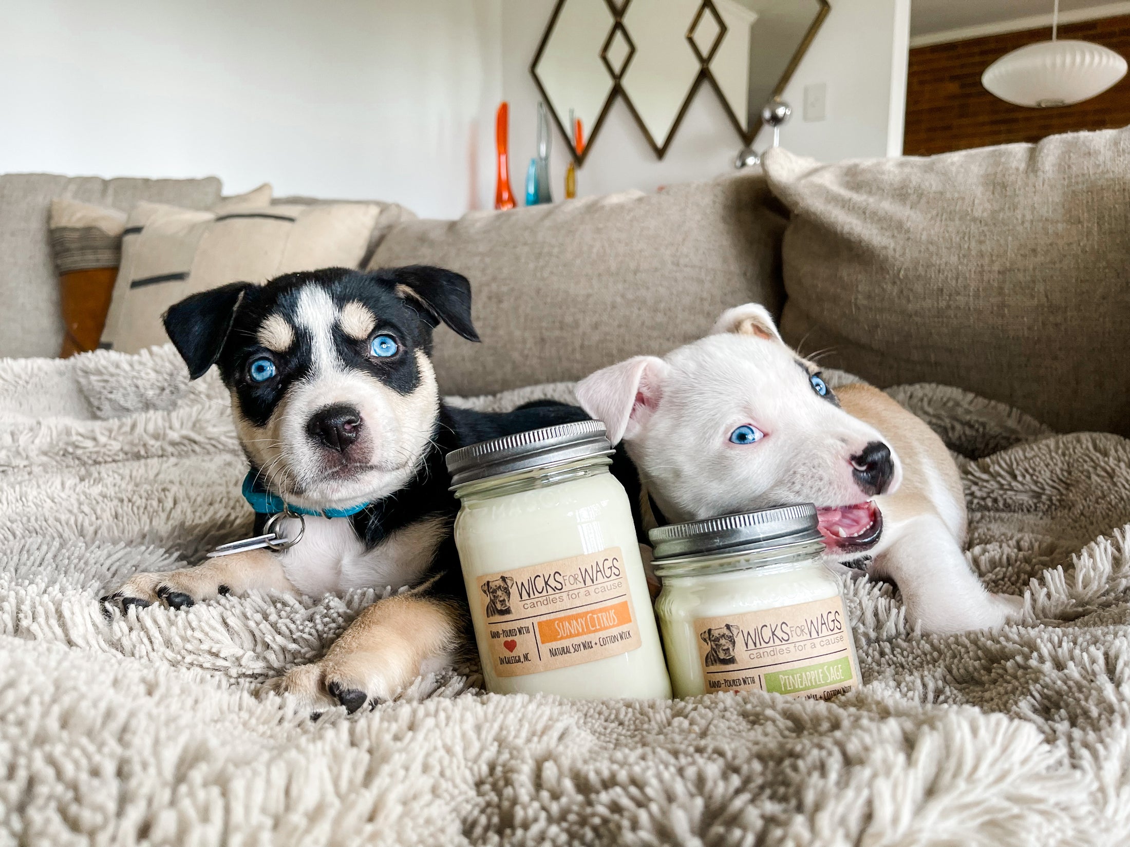 Rescue Organizations wicksforwags